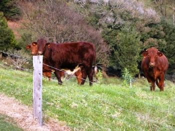 Top Of The Hill - Darwin Holiday 7