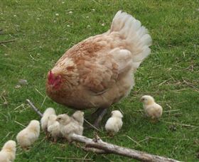 Eden Orchard And Farmstay - Darwin Holiday 3