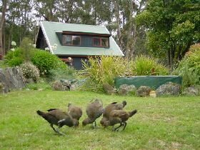 Tree Tops Cascades - Darwin Holiday 1