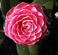 Cloverlea Gardens Bed and Breakfast