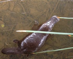 Silver Ridge Retreat - Darwin Holiday 3