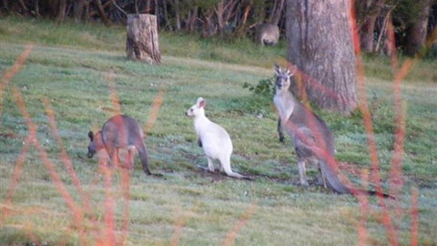 Yering Gorge Cottages - Darwin Holiday 4