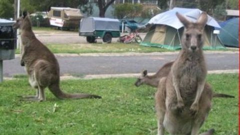 Halls Gap Caravan Park - Darwin Holiday 4