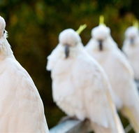 Aireys Inlet Getaway Resort - Darwin Holiday