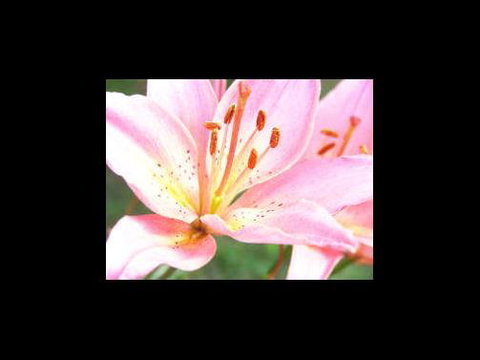 A Country House At Winstanley - Darwin Holiday 3