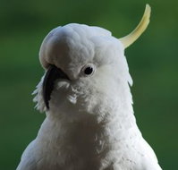 Around About Lorne Studios or BB - Darwin Holiday