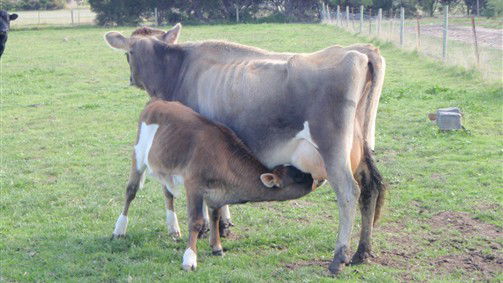 Diggers Rest VIC Darwin Holiday