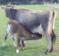 Animal Land - Darwin Holiday