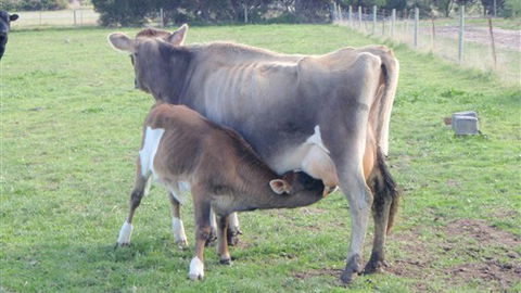 Animal Land - Darwin Holiday 0