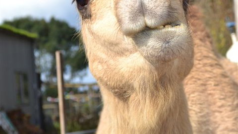 Sea Glimpse Farm Stay - Darwin Holiday 4