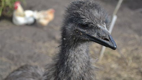 Sea Glimpse Farm Stay - Darwin Holiday 5