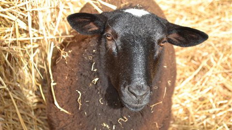 Sea Glimpse Farm Stay - Darwin Holiday 6