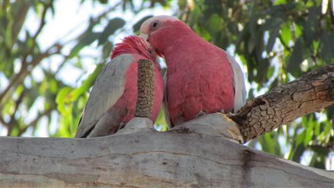 River Gardens Bed And Breakfast Farmstay - Darwin Holiday 6