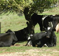 Willy's Holiday House