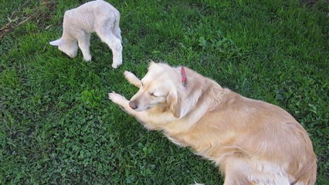 Bellevue Farmstay - Darwin Holiday 2