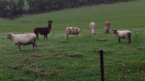 Bellevue Farmstay - Darwin Holiday 6