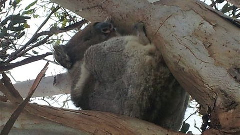 Bellevue Farmstay - Darwin Holiday 7