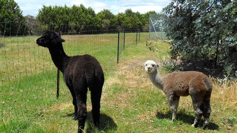 Halls Haven Resort - Darwin Holiday 6