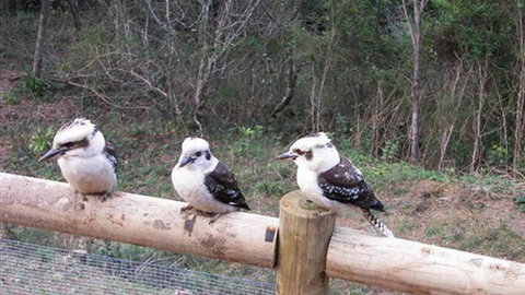 Wattletree Cottage - Darwin Holiday 3