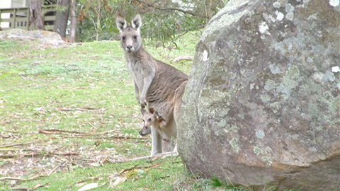 Halls Gap Hideaway - Darwin Holiday 3