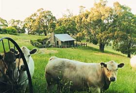 Adelaide Hills Country Cottages - Gum Tree Cottage - Darwin Holiday 1
