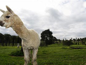 1971 - Darwin Holiday 3