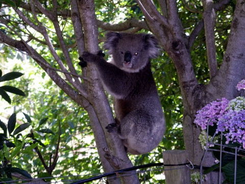 Adelaide Hills Bed & Breakfast Accommodation - Darwin Holiday 4