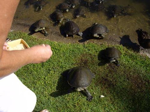 Alexander Lakeside Bed & Breakfast - Darwin Holiday 2