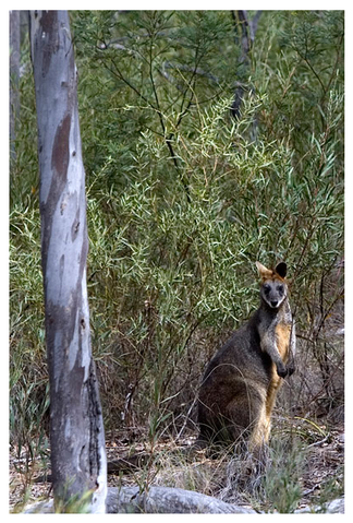 Alivio Tourist Park Canberra - Darwin Holiday 12