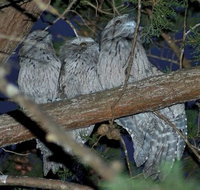 BIG4 Kelso Sands Holiday  Native Wildlife Park - Darwin Holiday