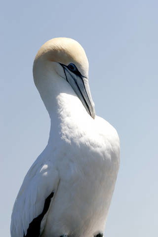 Chocolate Gannets Apollo Bay - Darwin Holiday 3