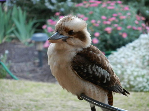 Glenbar Cottage - Darwin Holiday 0