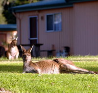 Kalgan River Chalets  Caravan Park - Darwin Holiday