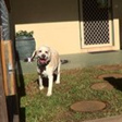 Neds Bed - Darwin Holiday 7