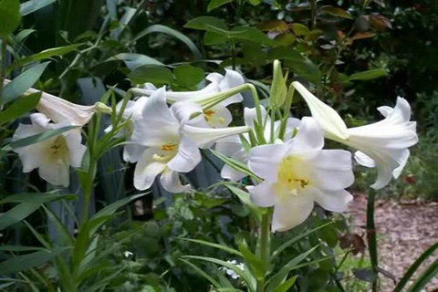 Rainforest Retreat Murray Bridge - Darwin Holiday 3