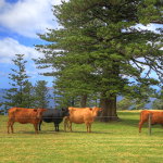 Shearwater Scenic Villas - Darwin Holiday 6