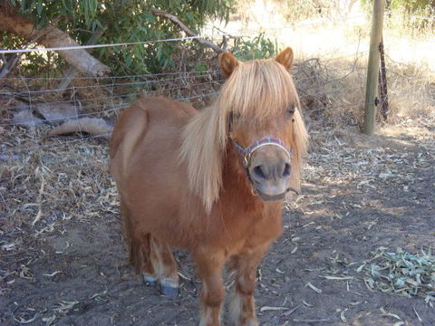 Bindoons Windmill Farm - Darwin Holiday 5