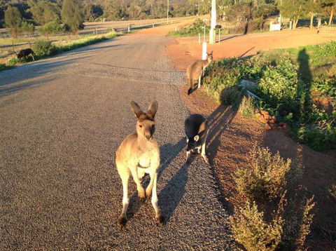 Bindoons Windmill Farm - Darwin Holiday 7