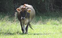 Avalon River Retreat - Darwin Holiday 1