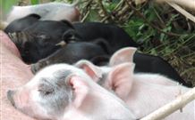 Avalon River Retreat - Darwin Holiday 4