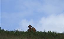 Avalon River Retreat - Darwin Holiday 7