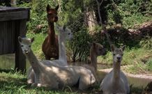 Avalon River Retreat - Darwin Holiday 6