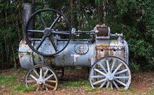 Dingo Forest NSW Darwin Holiday
