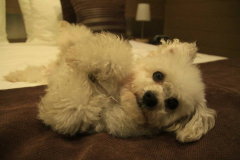 Room Motel - Kingaroy - Darwin Holiday 5