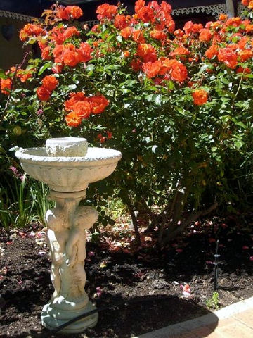 The Noble Grape - Darwin Holiday 3