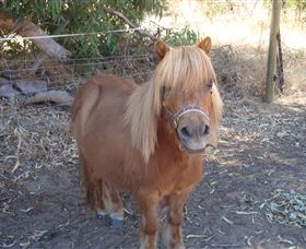 Bindoons Windmill Farm - Darwin Holiday 3