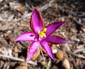 Mt Trio Bush Camp And Caravan Park - Darwin Holiday 2