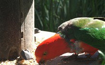 Jervis Bay Cabins And Hidden Creek Real Camping - Darwin Holiday 3