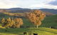 Widgee Murra - thumb 7