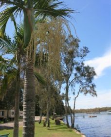 Pelican Park - Darwin Holiday 2